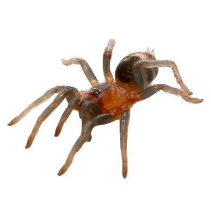 Colombian Dwarf Tiger Tarantula (.25 – .75”)
