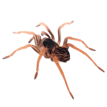 Colombian Giant Redleg Tarantula (2-3″)
