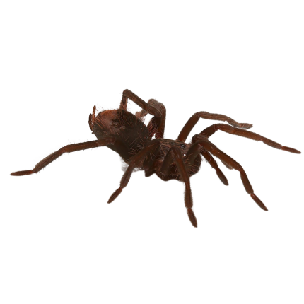 Colombian Lesser Black Tarantula (1.5”)