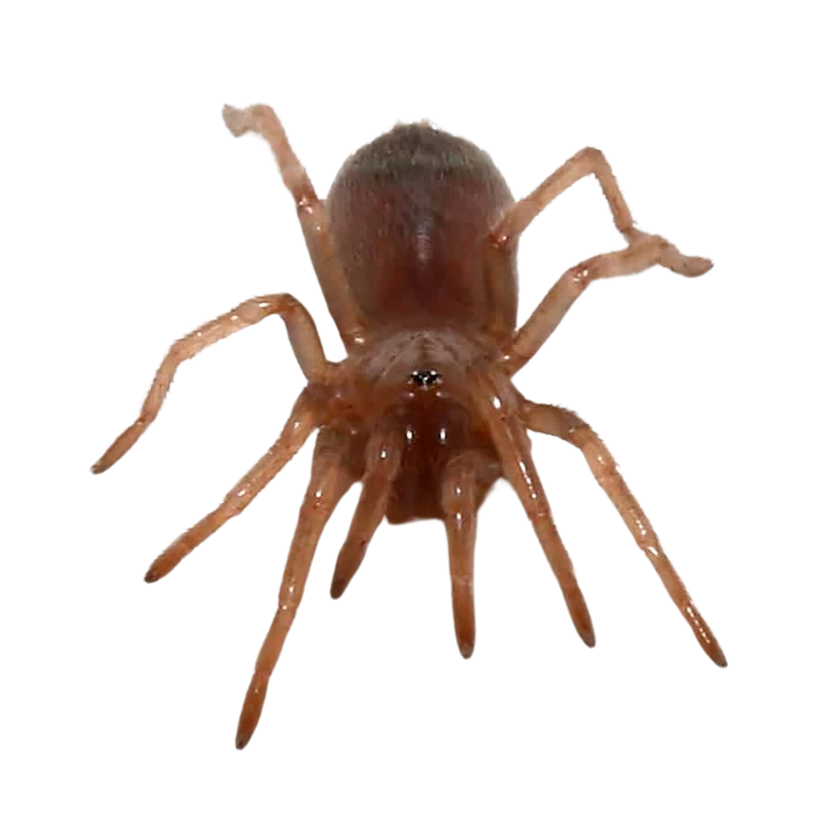 colombian-purple-and-gold-tarantula-5-–-75 (2) colombian purple and gold tarantula 5 – 75 2