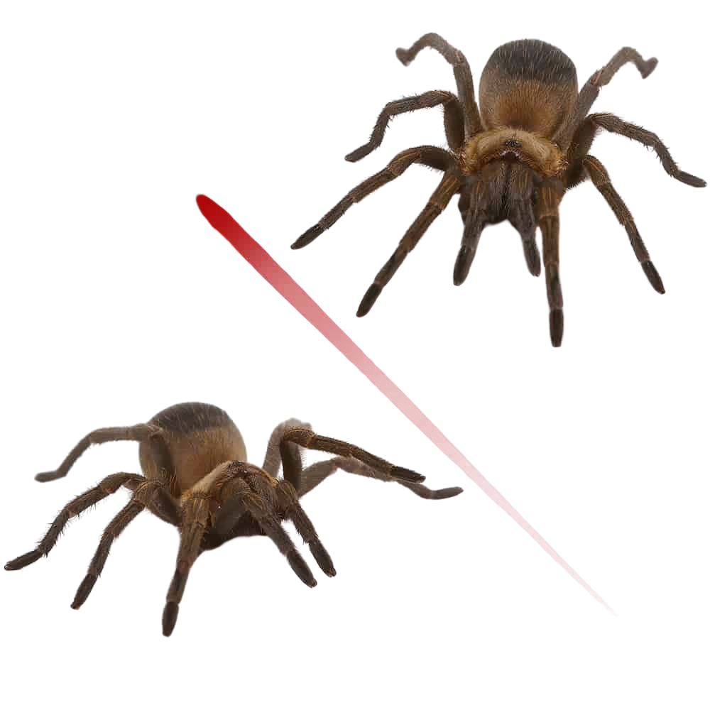 colombian-purple-and-gold-tarantula-pair-75-–-1 (2) colombian purple and gold tarantula pair 75 – 1 2