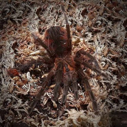 Colombian Purple Bloom Bird Eater Tarantula (1.25 – 1.75”)