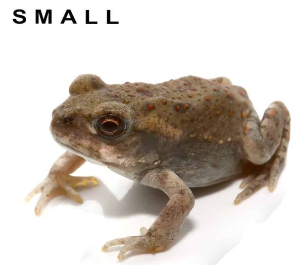 Colorado River Toad