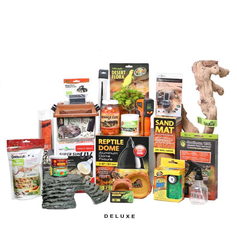 complete-baby-bearded-dragon-setup complete baby bearded dragon setup