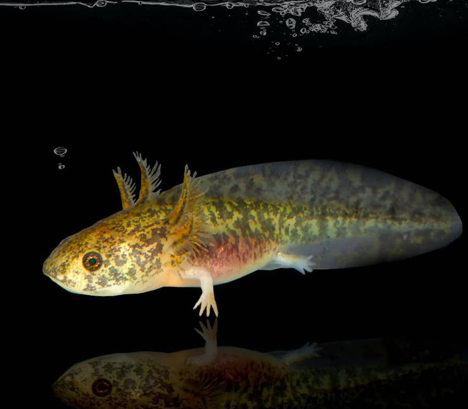 copper-axolotl copper axolotl e1745821495936
