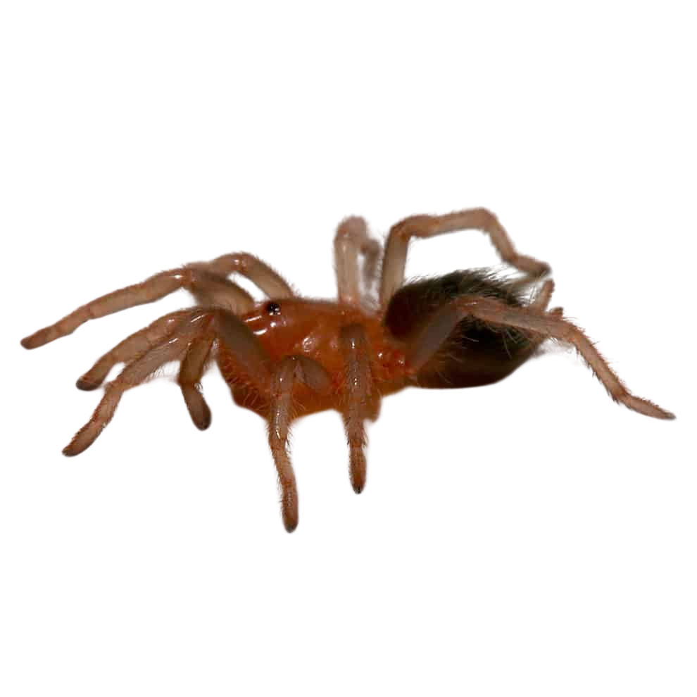 costa-rican-bluefront-tarantula-25-–-75 (1) costa rican bluefront tarantula 25 – 75 1