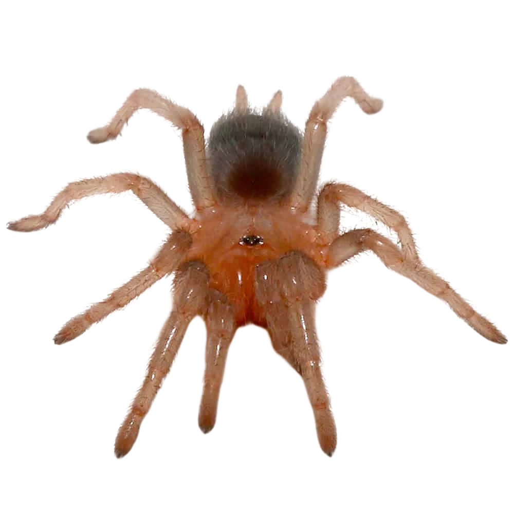costa-rican-bluefront-tarantula-25-–-75 (2) costa rican bluefront tarantula 25 – 75 2