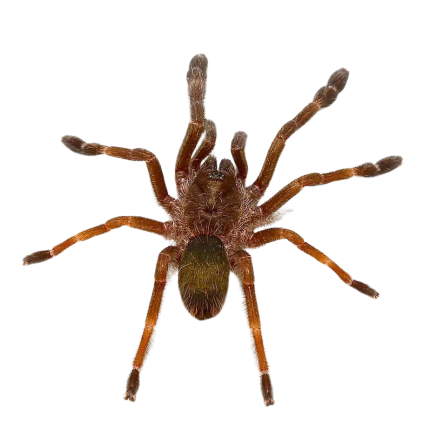 Costa Rican Orange Mouth Tarantula (2 – 3”)