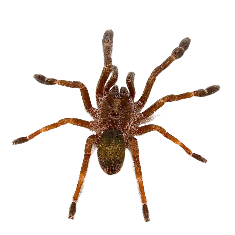 costa-rican-orange-mouth-tarantula-2-–-3 costa rican orange mouth tarantula 2 – 3
