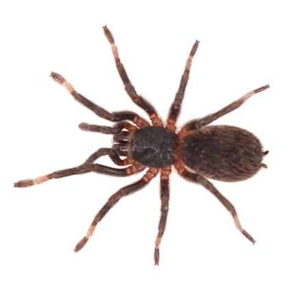 Costa Rican Red Leg Tarantula (1.25 – 1.75”)