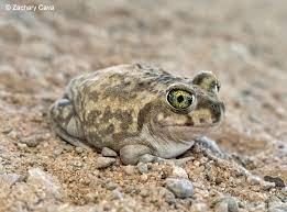 couchs-spadefoot-toad (1) couchs spadefoot toad 1