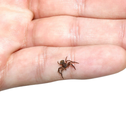 Crab Spider