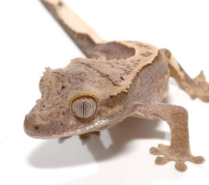 Crackling Fire Pinstripe Crested Gecko