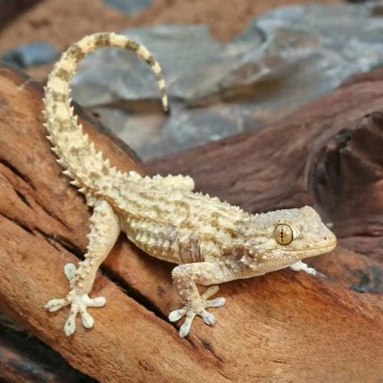 Crocodile Gecko