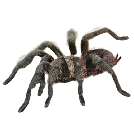 Cuban Bronze Tarantula (2 – 3”)