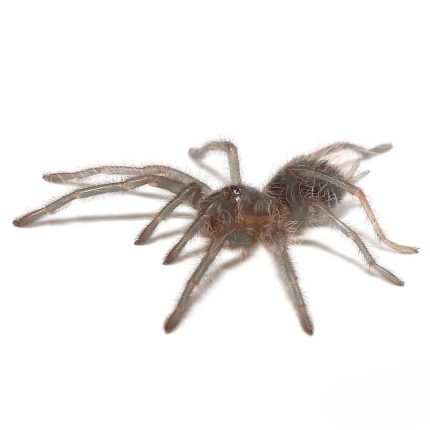Cuban Bronze Tarantula (.5 – 1”)