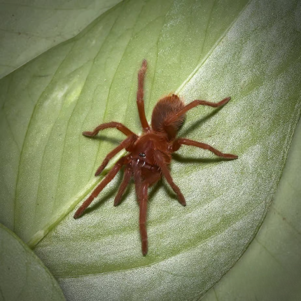 Cuban Dwarf Violet Tarantula (.25 – .75”)