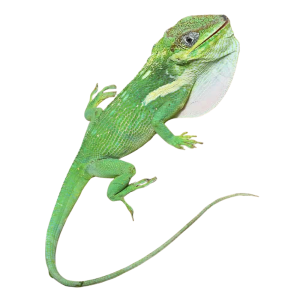 Cuban Knight Anole