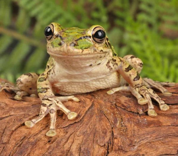 Cuban Tree Frog