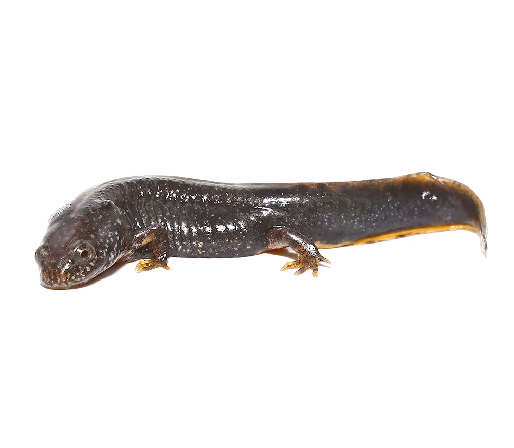 danube-crested-newt danube crested newt e1745862082497
