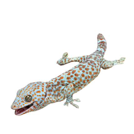 Dark Eye Tokay Gecko