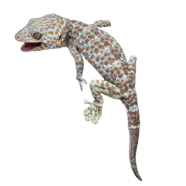 dark-eye-tokay-gecko (2) dark eye tokay gecko 2