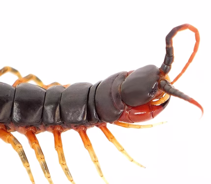 Darwin’s Goliath Centipede