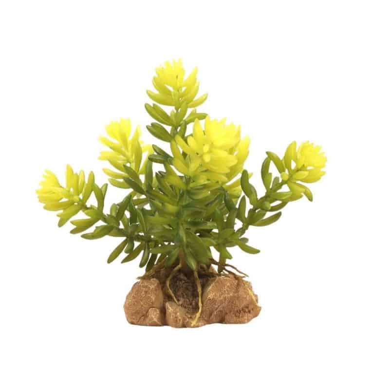 desert-flora-–-burros-tail desert flora – burros tail