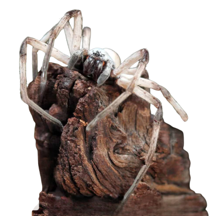 Desert Huntsman Spider (2 – 3”)