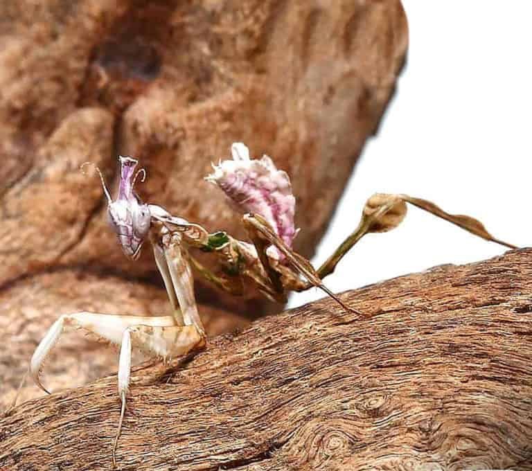 devils-flower-mantis devils flower mantis e1749023026355