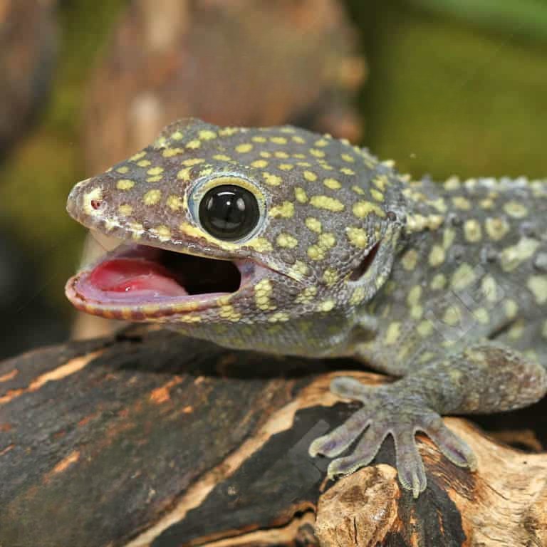 diablo-tokay-gecko-pair diablo tokay gecko pair