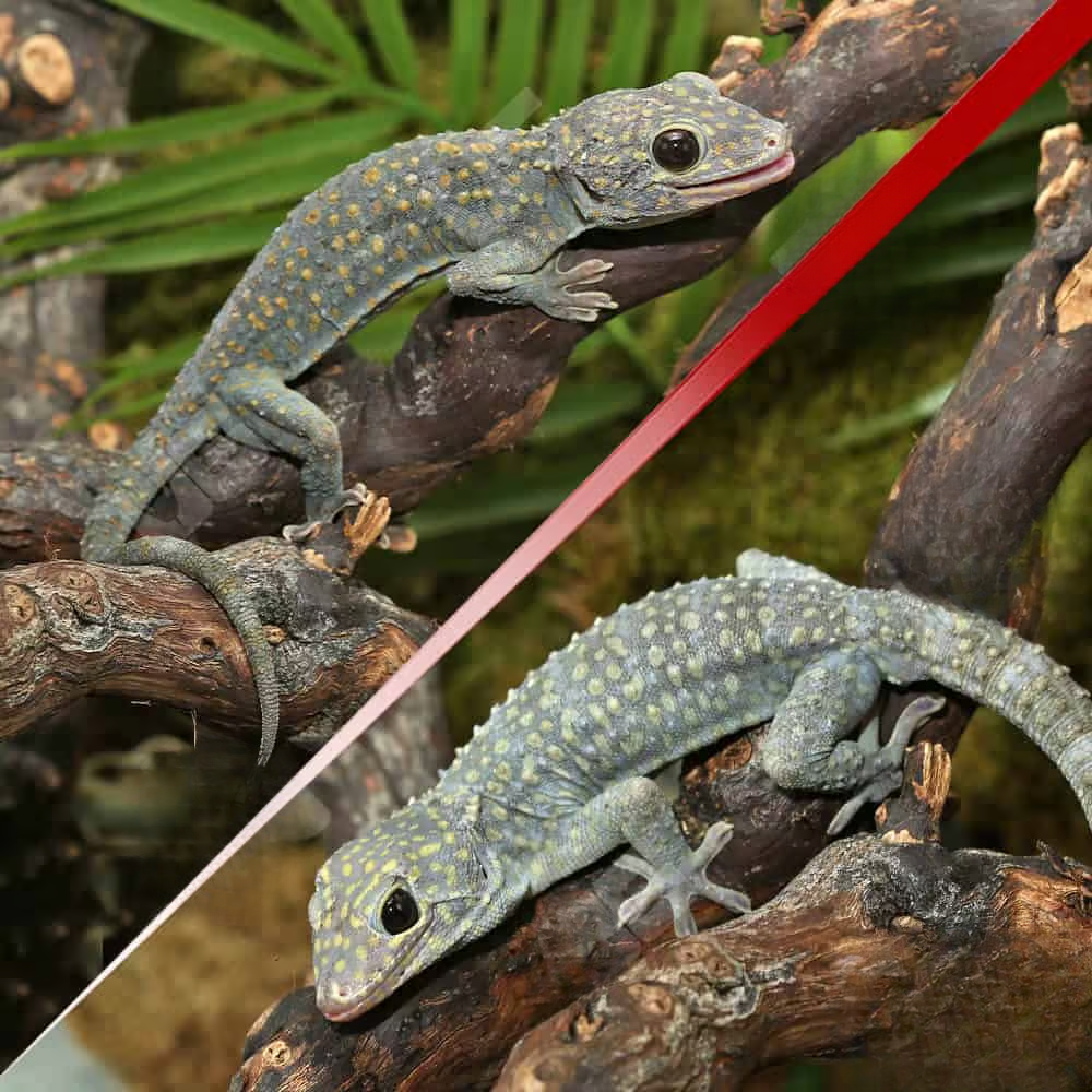 diablo-tokay-gecko-pair diablo tokay gecko pair
