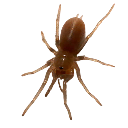 Dominican Dwarf Blue Tarantula (.25 – .75”)