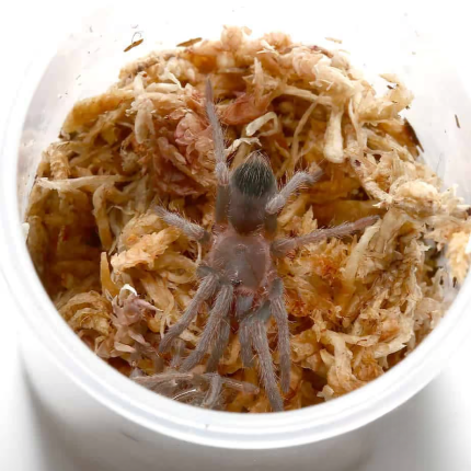 Dominican Stripe Knee Tarantula (.5 – .1”)
