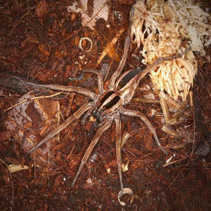 Dotted Wolf Spider
