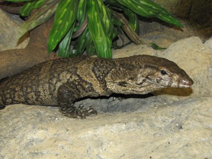 Dumeril’s Monitor