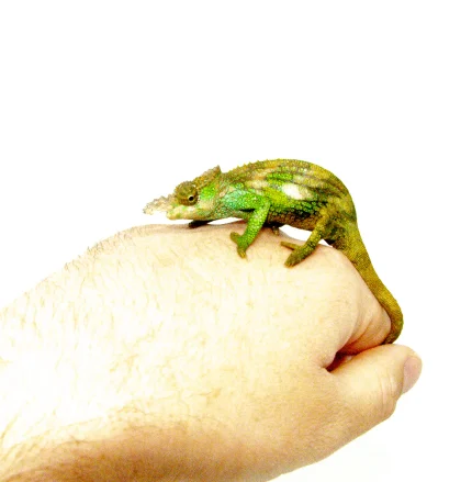 Dwarf Fischer’s Chameleon