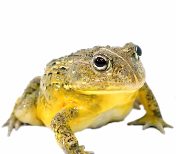 Dwarf Pixie Frog