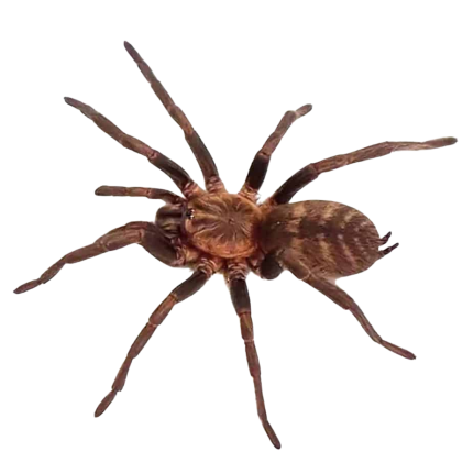 Dwarf Tiger Rump Tarantula (.25 – .75”)