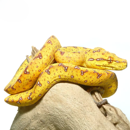 Baby Biak Green Tree Python Pair