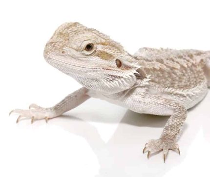 Eastern Bearded Dragon Hybrid