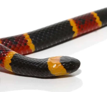 Eastern Coral Snake