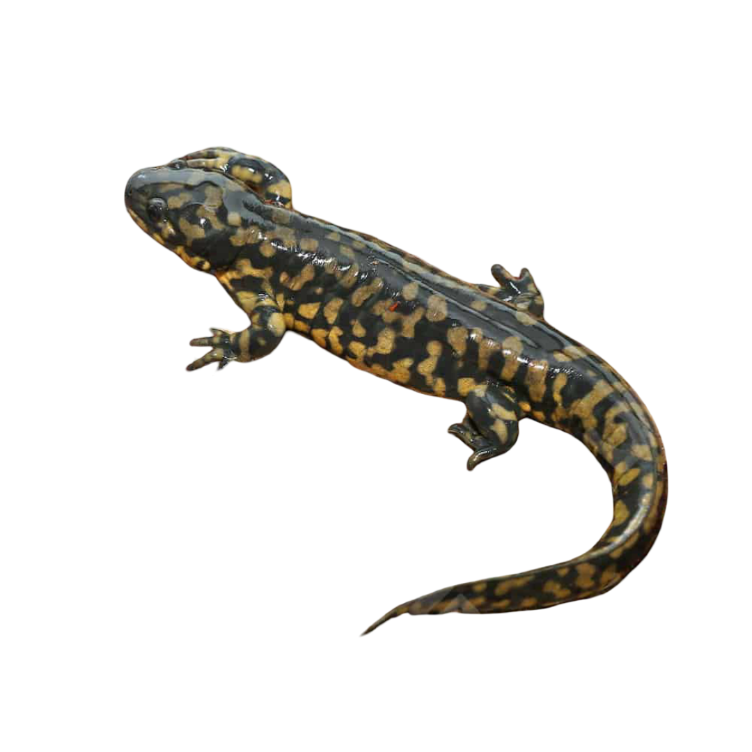 eastern-tiger-salamander eastern tiger salamander