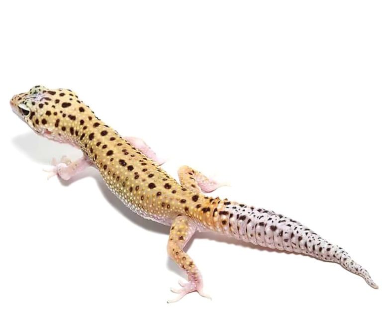 eclipse-leopard-gecko (1) eclipse leopard gecko 1 e1747679525185