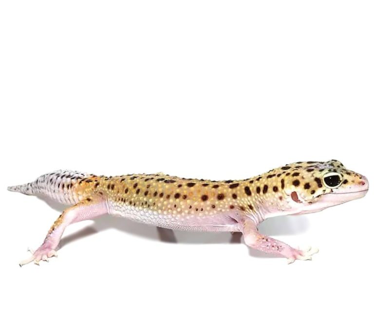 eclipse-leopard-gecko (2) eclipse leopard gecko 2 e1747679544255