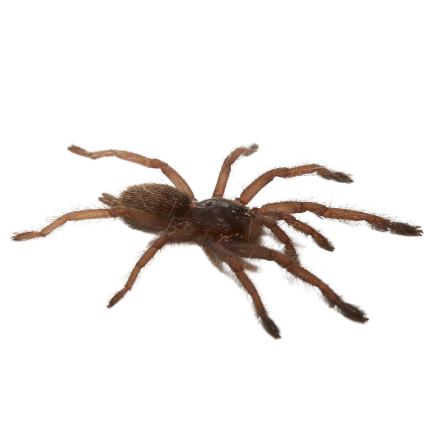 Ecuador Violet Tree Spider (.75 – 1”)