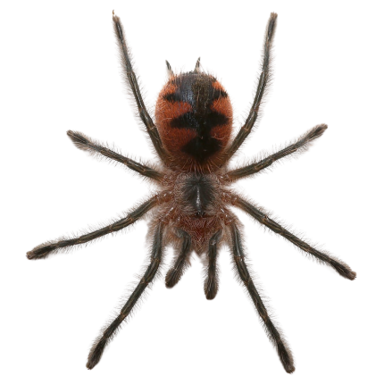 Ecuadorian Black Birdeater Tarantula (1”)