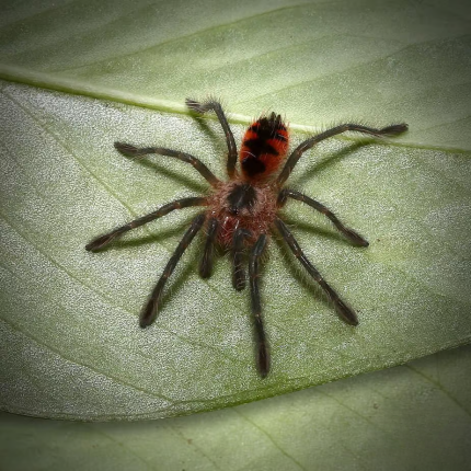 Ecuadorian Red Bloom Birdeater Tarantula (.25 – .75”)