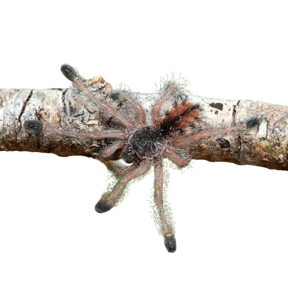 ecuadorian-wooly-pinktoe-tarantula-1″ (1) ecuadorian wooly pinktoe tarantula 1″ 1