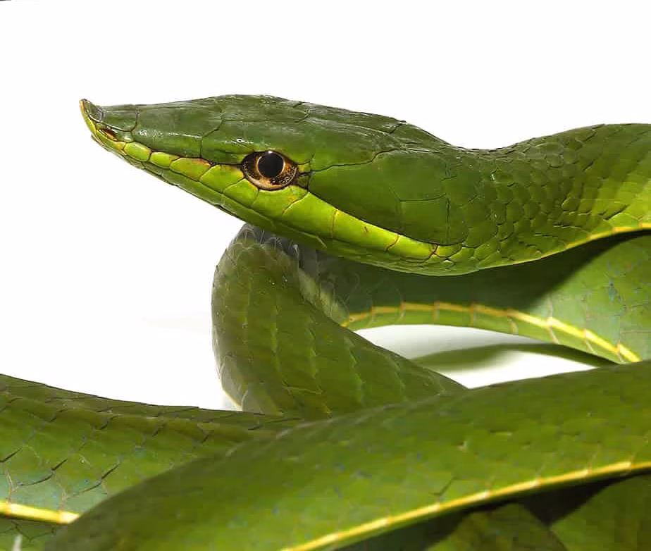 ee_giant_green_vine_snake_1 ee giant green vine snake 1 e1746421733901